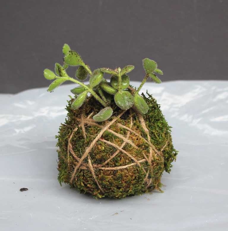 DIY Kokedama Spherical Moss Ball Planter Wrapped in Twine 