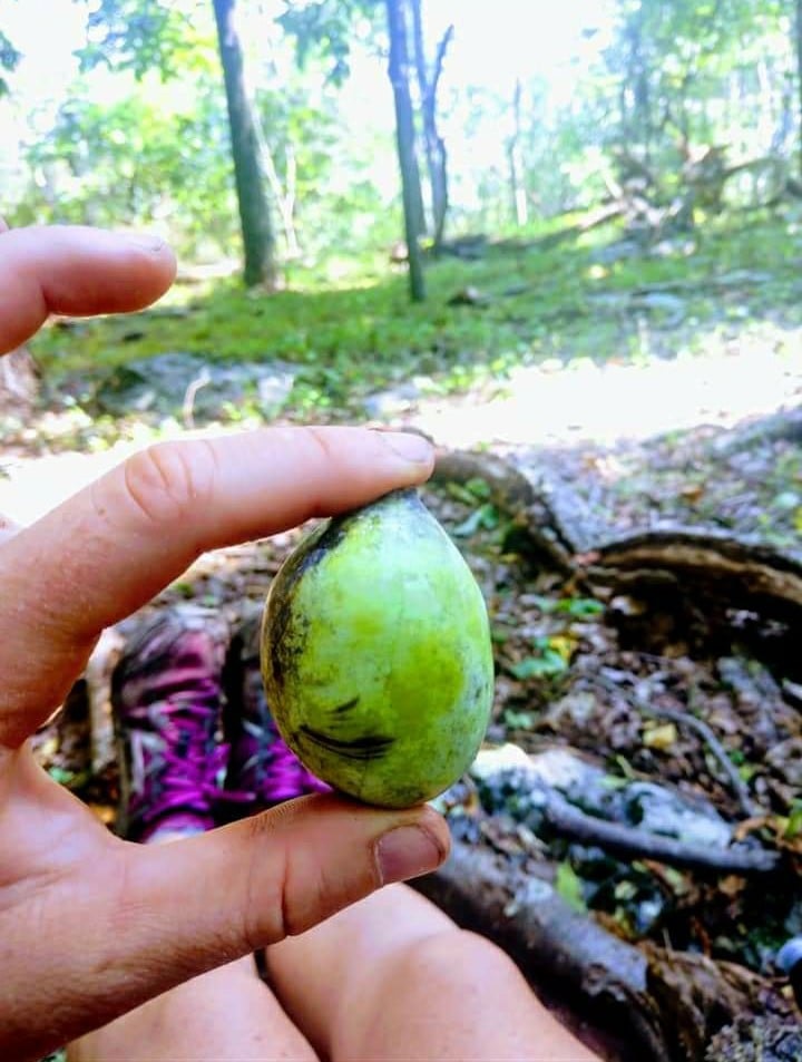 A picture of a small pawpaw fruit.