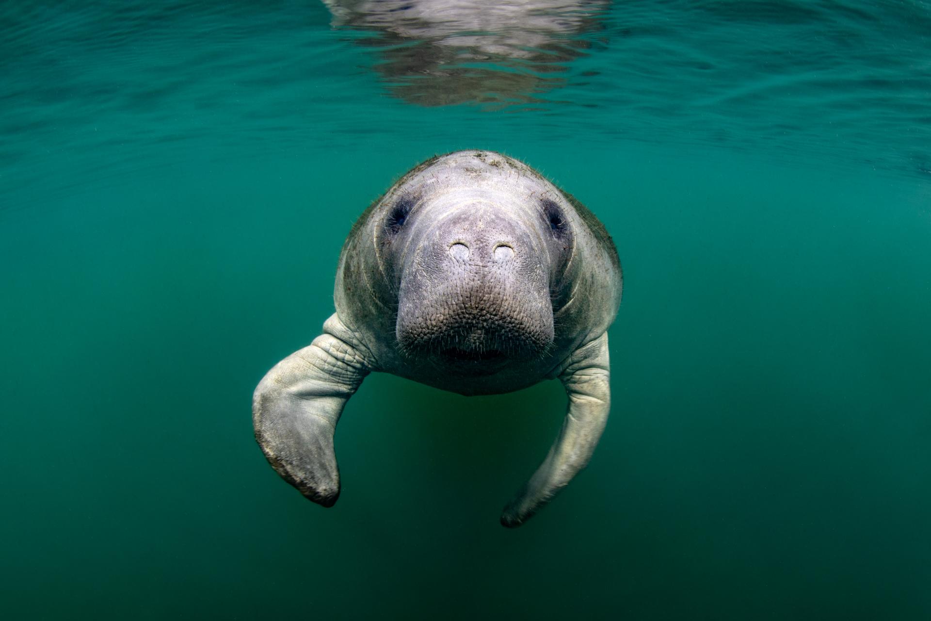 A picture of a manatee in water.