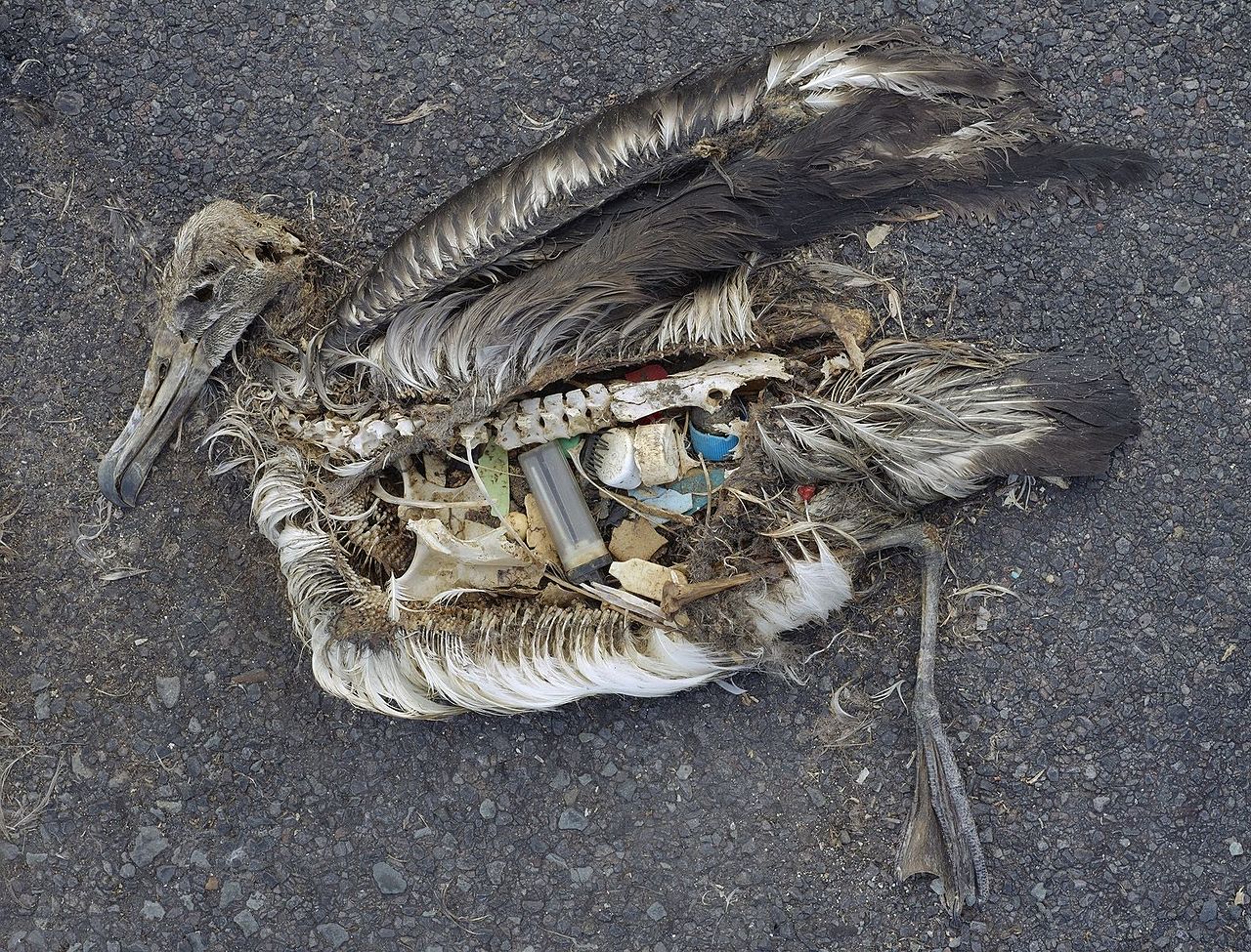 Image of Albatross chick who died from ingestion of plastics.