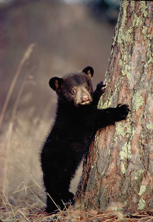 A black bear cub stands with his front paws holding a lichen-covered tree. They are looking at the camera.