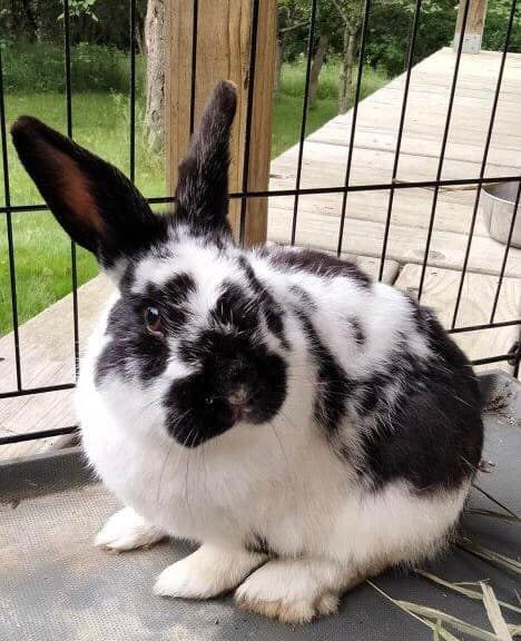 A black and white spotted bunny looks at the camera. Behind him you can see the bars of his cage, and behind that you can see a porch and a lawn.
