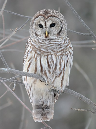 Barred Owl taken by MDF in Whitby, Ontario.