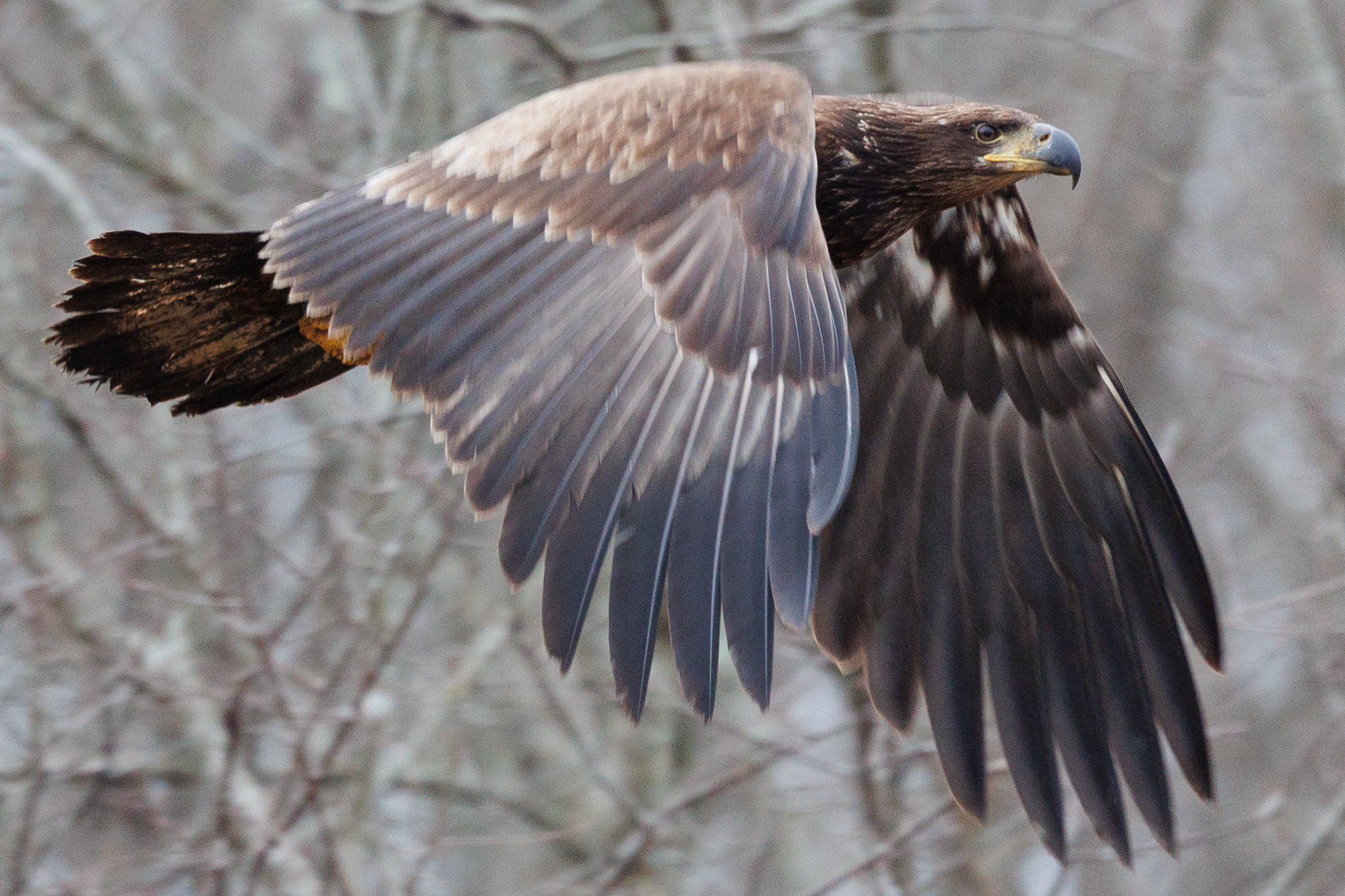 Juvenile Bald Eagle photographed in Athens SWCD Contest Winner for 2022.