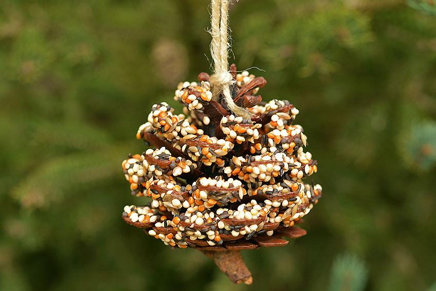A birdseed-encrusted pinecone hangs from a piece of twine against a background of evergreen trees.