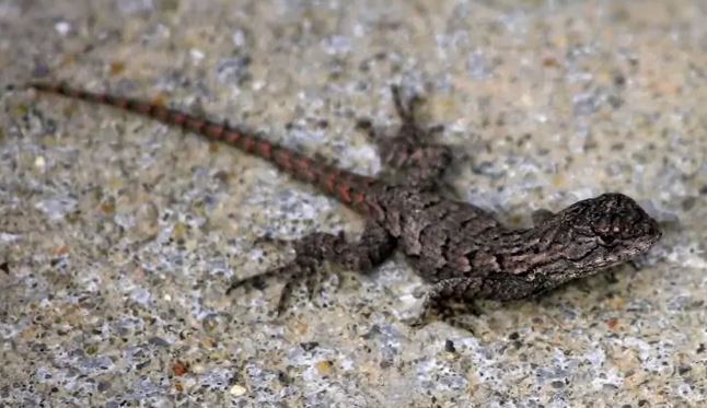 Eastern Fence Lizard; photo by James DeMers.