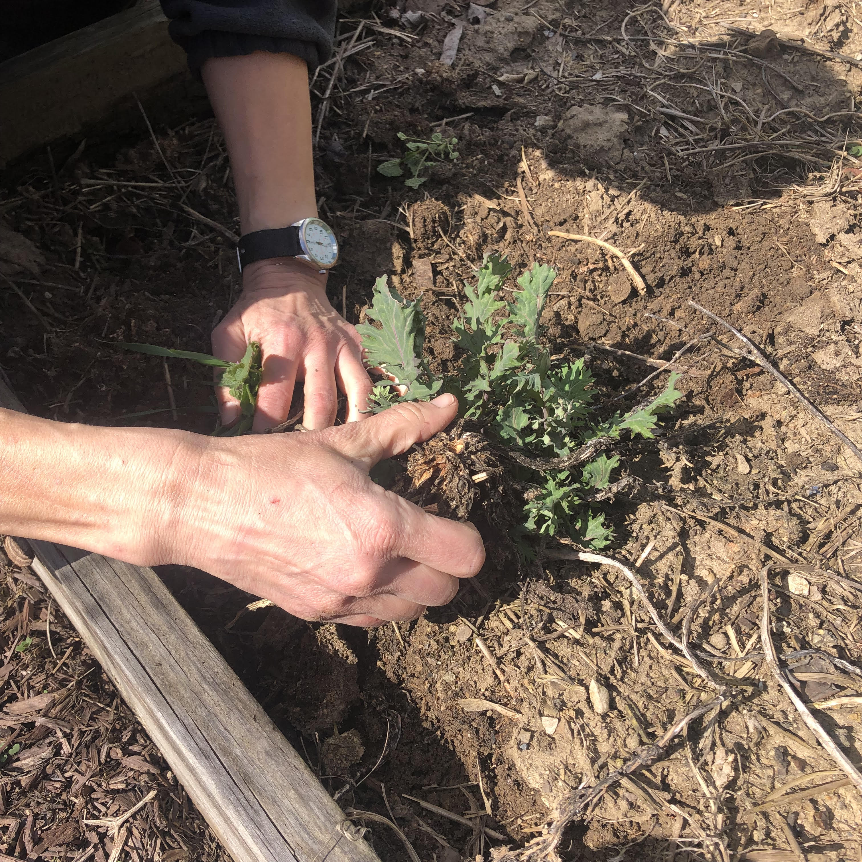 Two human hands dig in the dirt around a kale plant.