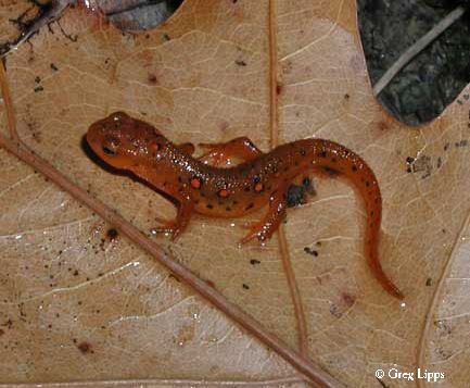 Eastern Red Spotted Newt, a native Ohio salamander; photo by Greg Lipps.