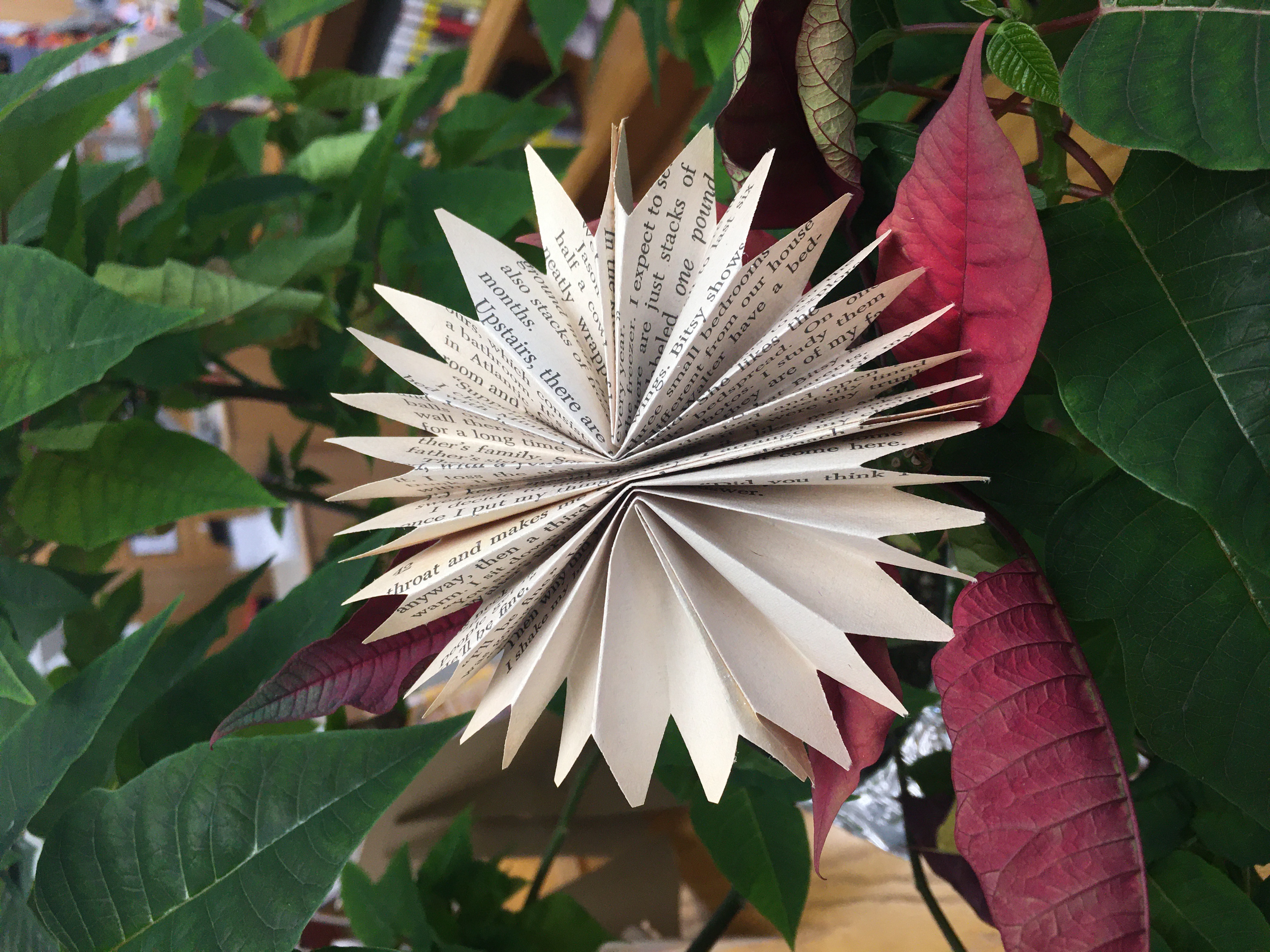 Close-up of a printed page from a book, folded into a star, leaning against a dark green poinsettia.