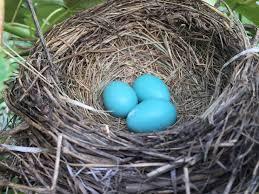 Blue eggs in a nest