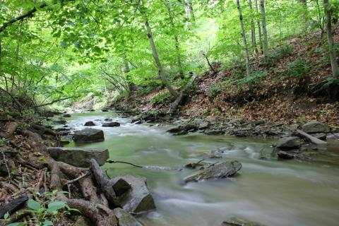 Picture of a creek in the woods