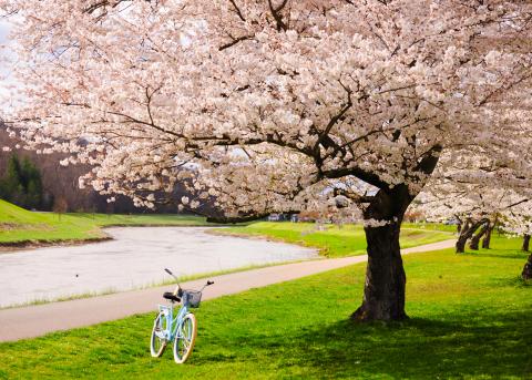 Blue Bike and Cherry Blossoms