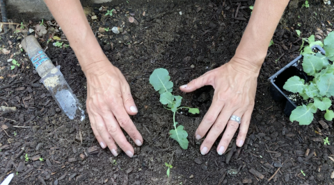 Plant and Hands