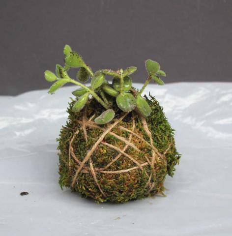 DIY Kokedama Spherical Moss Ball Planter Wrapped in Twine 