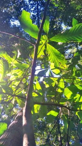 A picture of pawpaw tree foliage with sunlight streaming through.