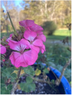 A photo of a flower by the Nonviolent Communication Instructor