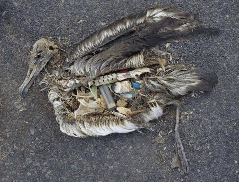 Image of Albatross chick who died from ingestion of plastics.