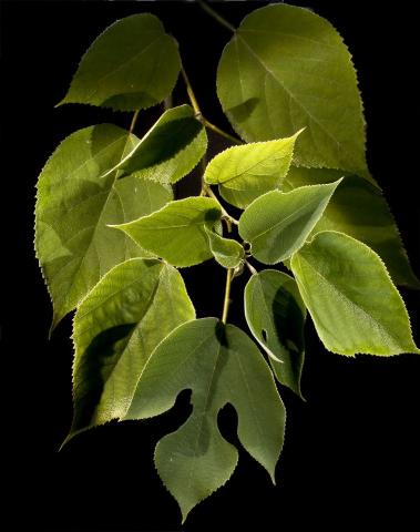 Image of kozo tree leaves by Didier Descouens.