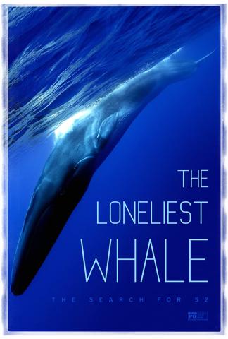 the loneliest whale