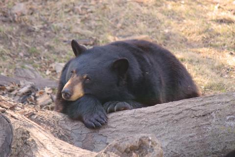 Black Bear