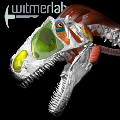 WitmerLab logo of TRex skull