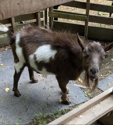 A brown goat with white spots looks at the camera. He has a beard and a stripe of longer hair along his back.