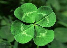 A photograph of a four-leaf clover