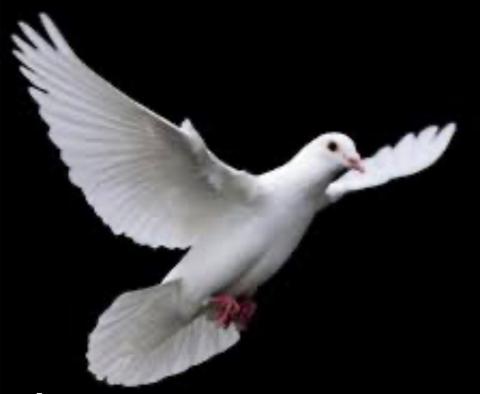 White dove flies against a black background