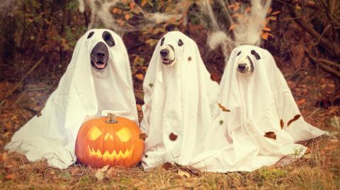 A photo of three medium-sized, short-haired dogs seated in a row. Each is wearing a white sheet ghost costume with holes cut out for the eyes and snout. A jack-o-lantern is in front of them. The background is autumn leaves and trees.