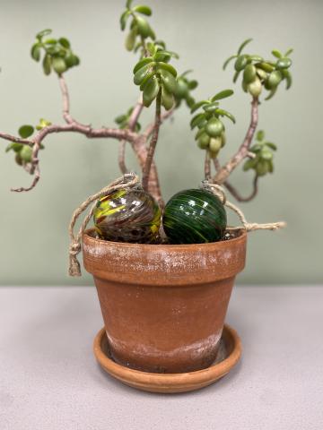 Plant with two ornaments