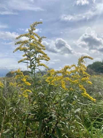 Picture of Goldenrod with Blue Sky in Background