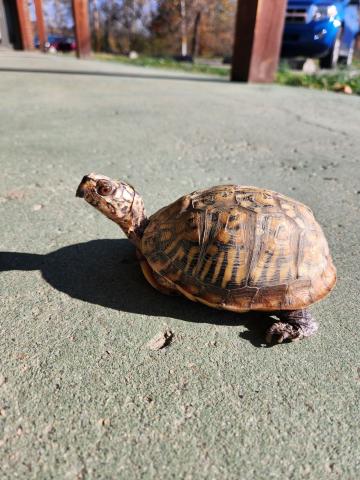 An Eastern Box Turtle with red eyes sits on concrete. He appears to be missing his front leg.