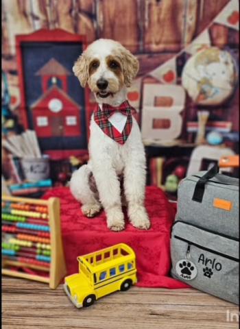 A fluffy white dog with brown ears and a red checkered handkerchief around his neck is surrounded by toys