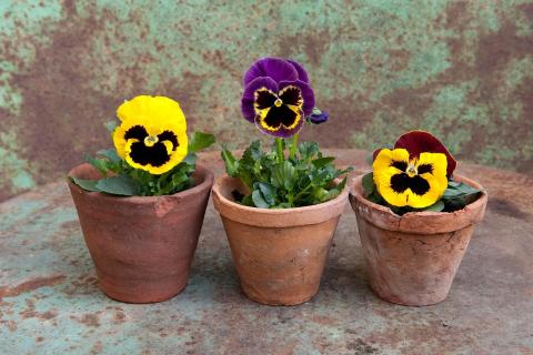 pansies