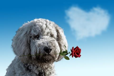 A fluffy white dog holds a red rose in their mouth. In the background, a white heart-shaped cloud against a blue sky.