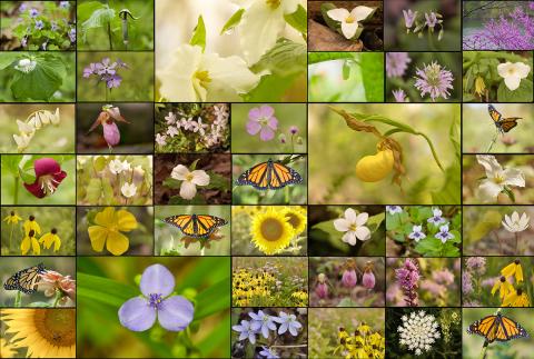 Collage of Many WildFlowers