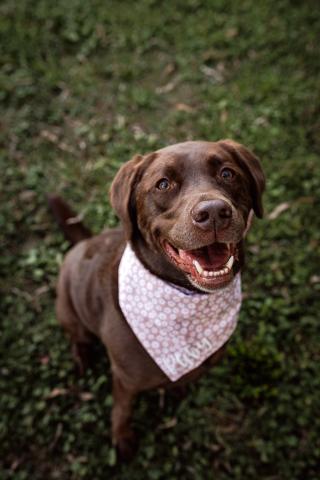 A beautiful chocolate lab sits on the grass smiling. She is wearing a pink and white bandana.