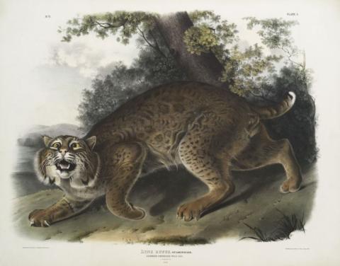 Vintage painting of a bobcat by John James Audubon.