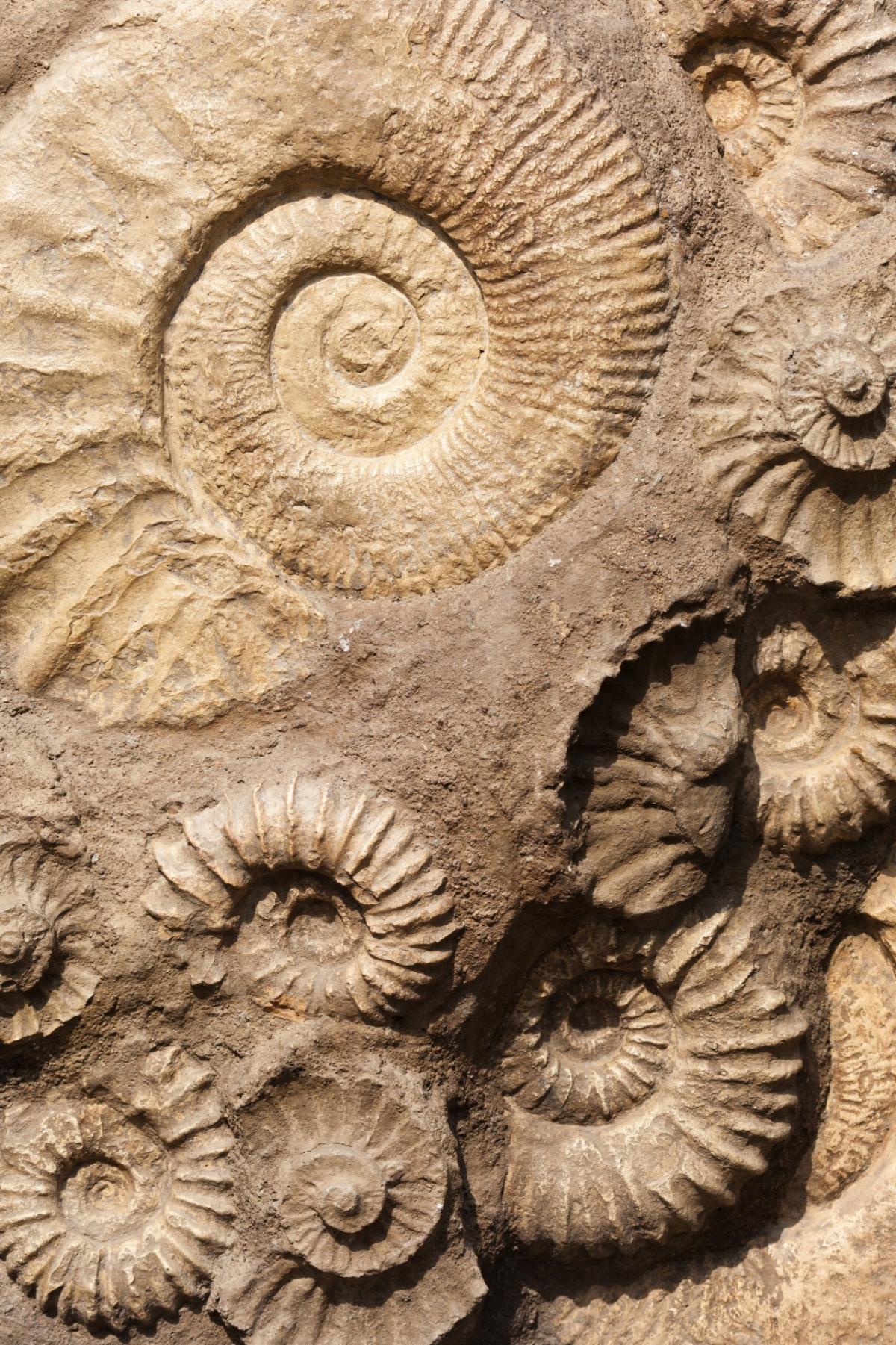 Shell fossils 