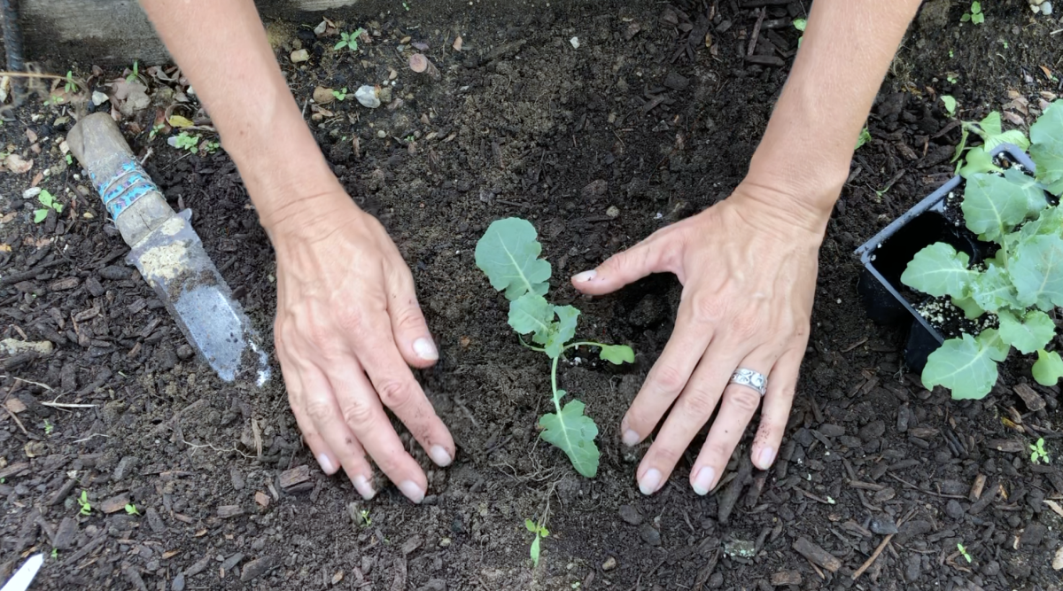 Plant and Hands