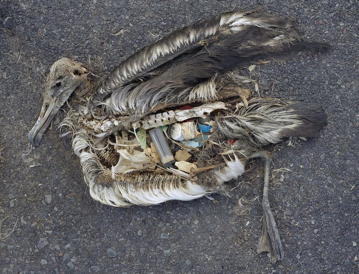 Image of Albatross chick who died from ingestion of plastics.