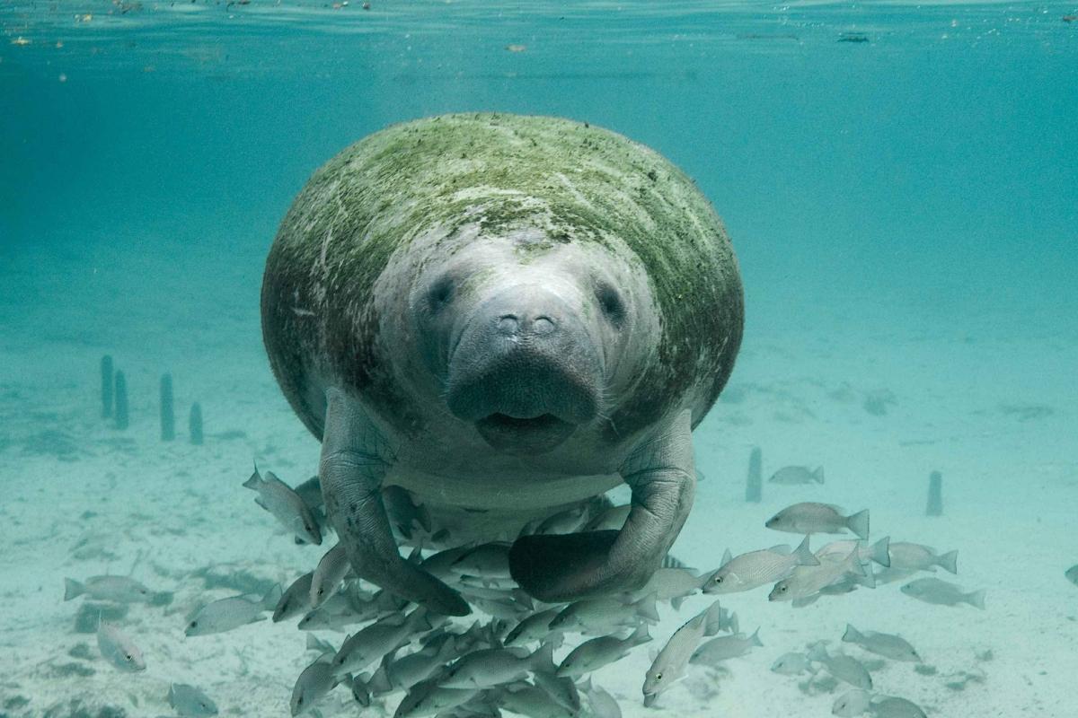 manatee