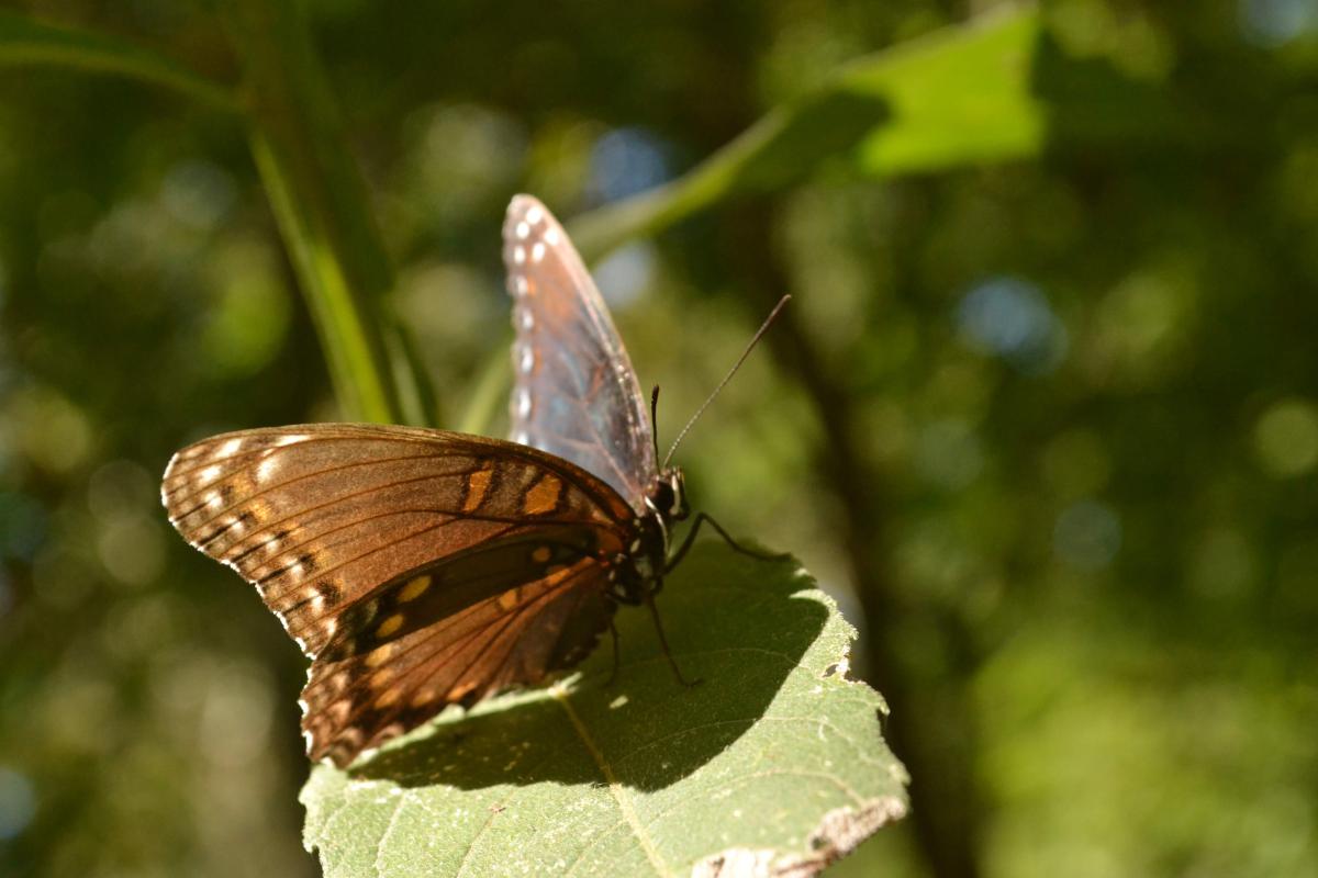 Image of butterfly by artist, Deanna Carroll.