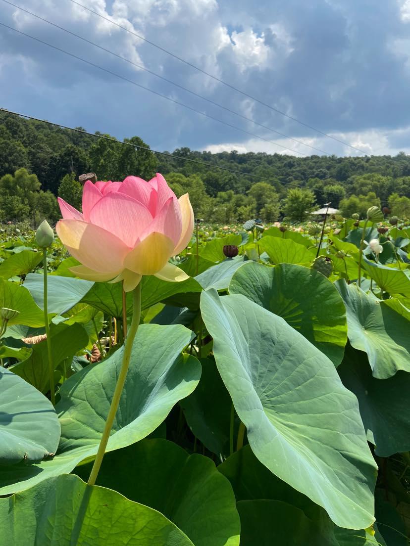 pink lotus blossom