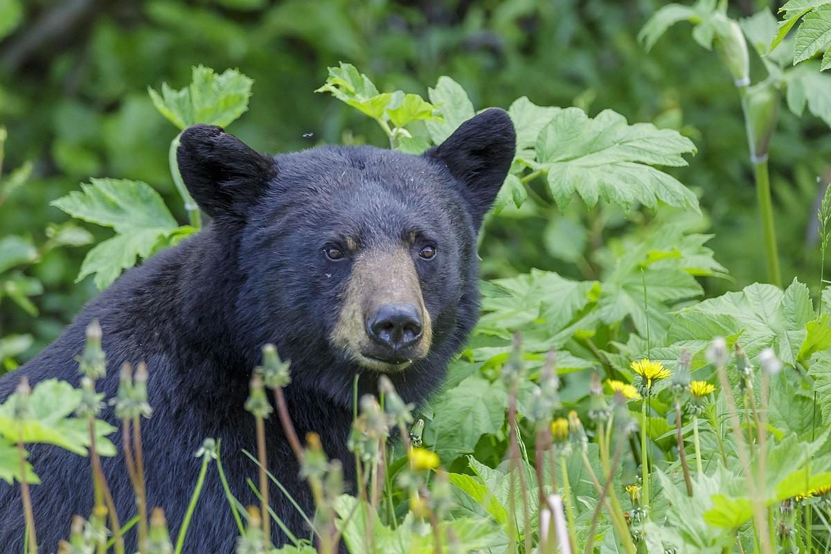 Black bear sitting in grass