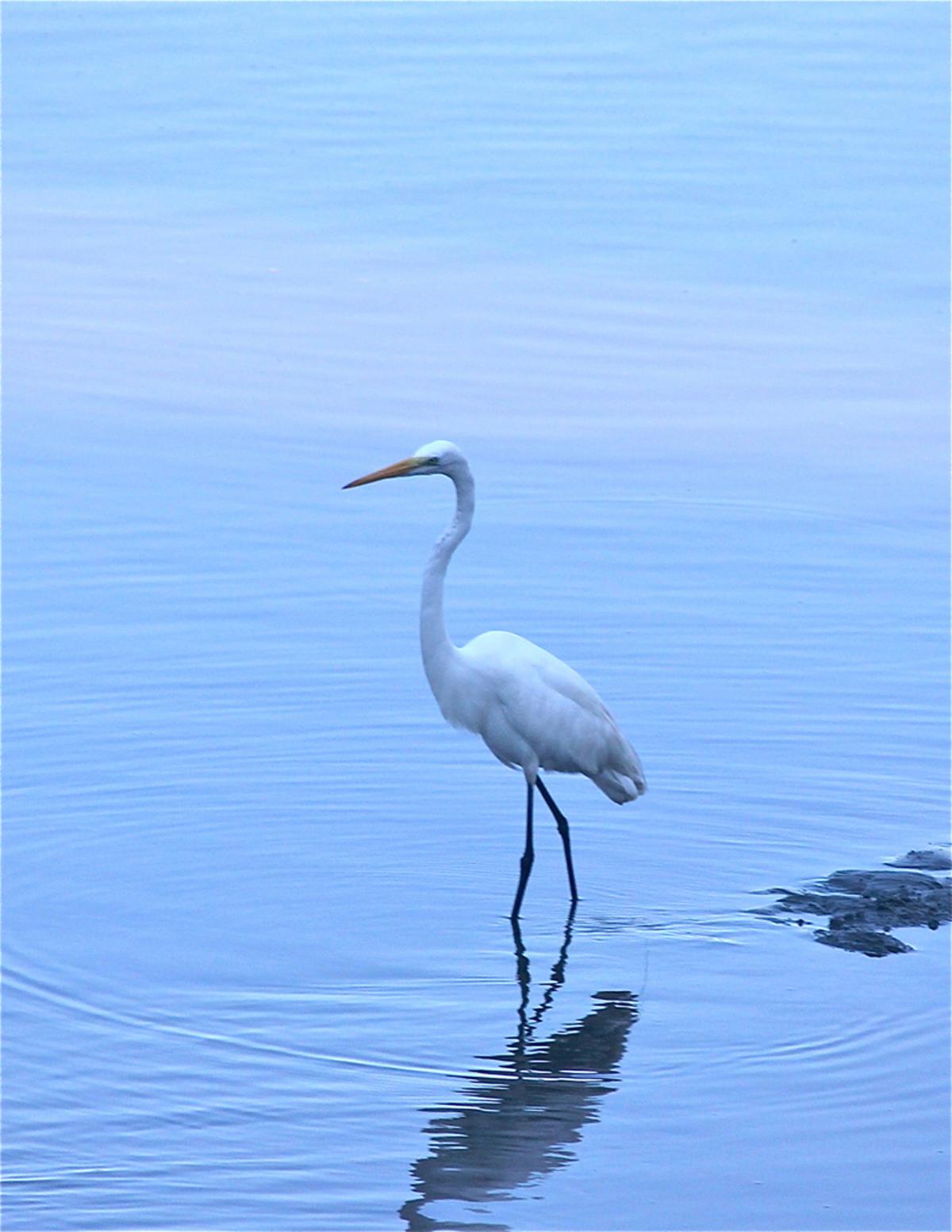 Egret photo by exhibiting artist, Ernest Bastin.