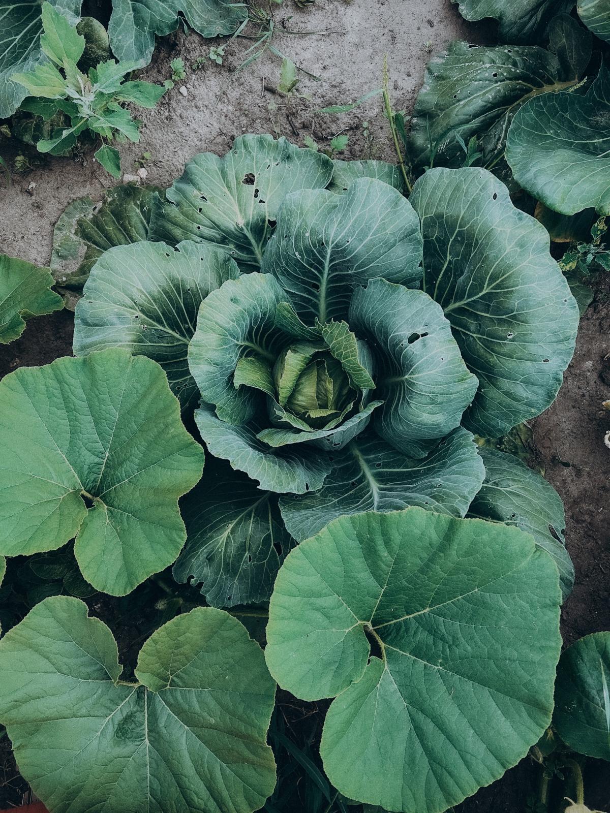 garden plants