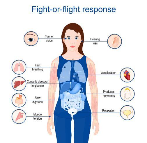 Medical diagram of somatic responses to exterior influences.