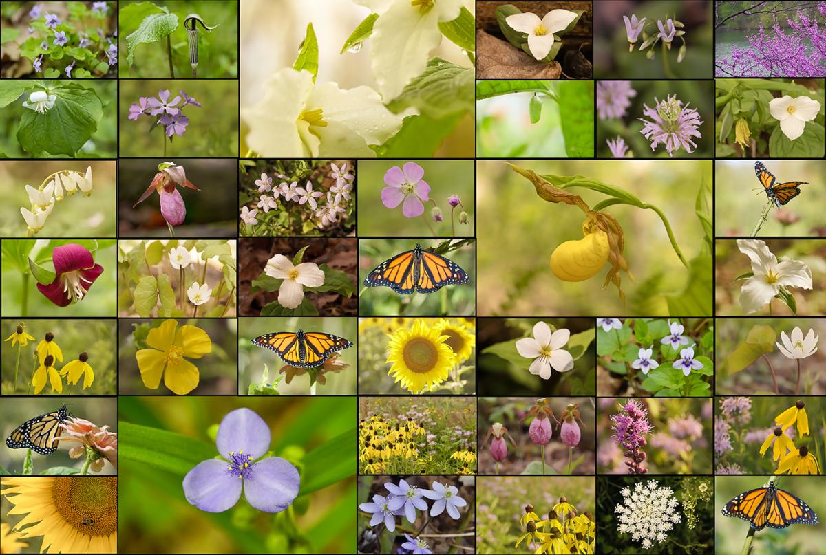 Collage of Many WildFlowers