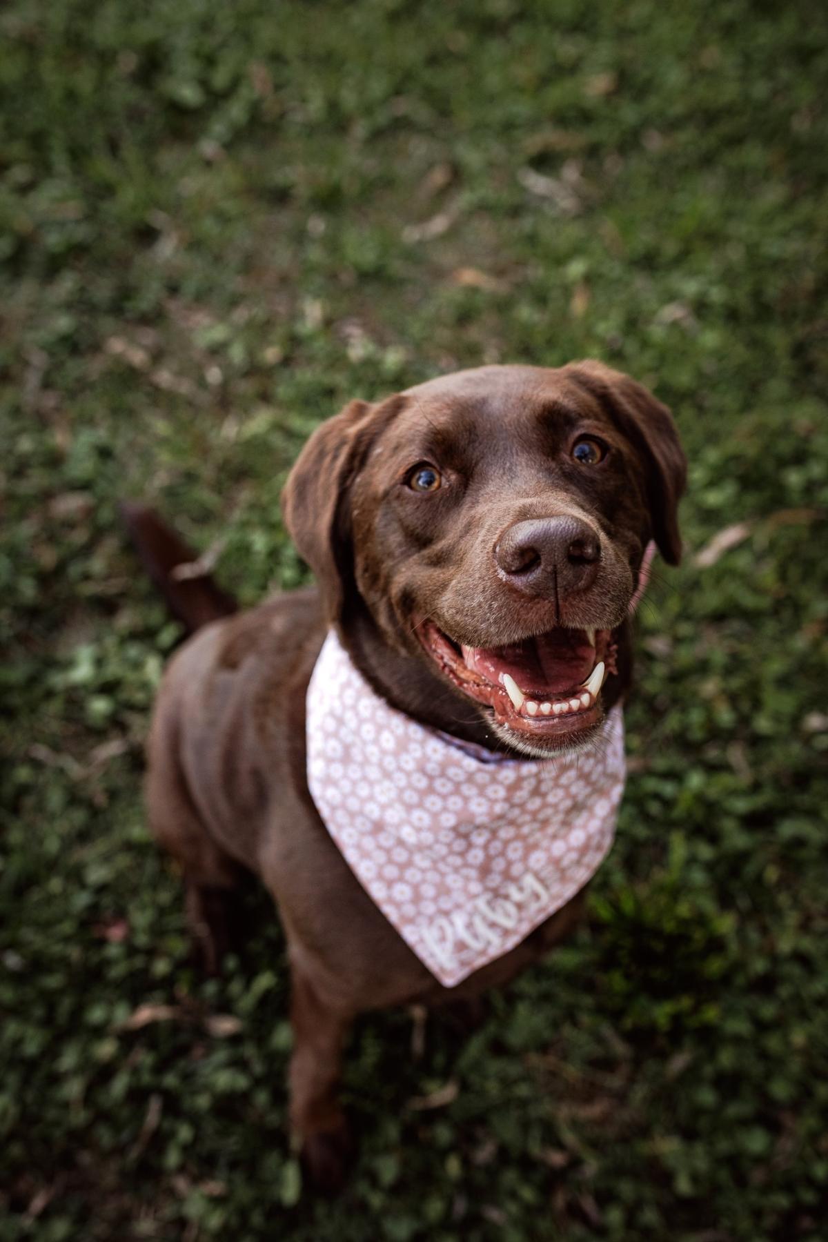 A beautiful chocolate lab sits on the grass smiling. She is wearing a pink and white bandana.